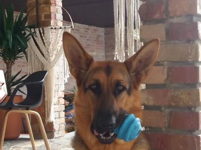 Dos Corceis 에스포센데